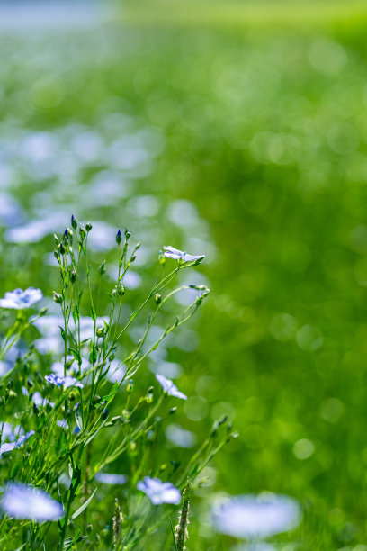 蓝色的亚麻花在绿色的背景下的田野，在夏天，近，浅的深度的田野图片下载