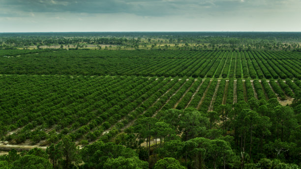 佛罗里达的橙树图片下载