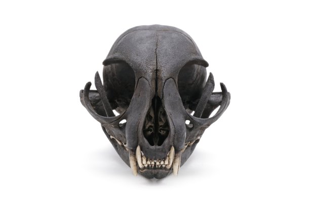 特写猫头骨咧嘴笑孤立在白色的背景。图片下载