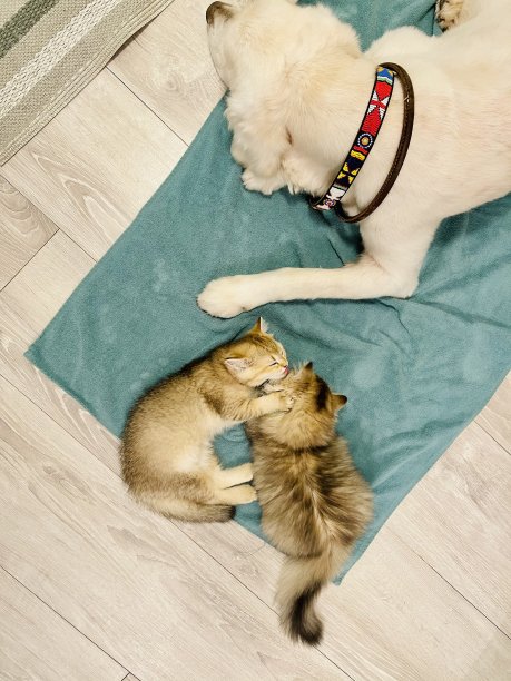 一只狗和两只小猫图片下载