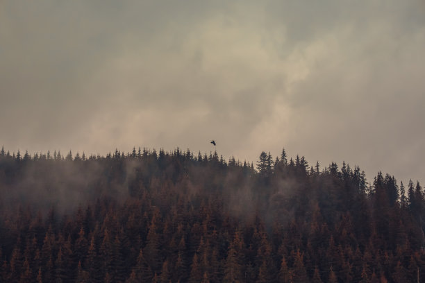 鸟的侧影与松林的侧影。松树和飞鸟的小路。图片下载