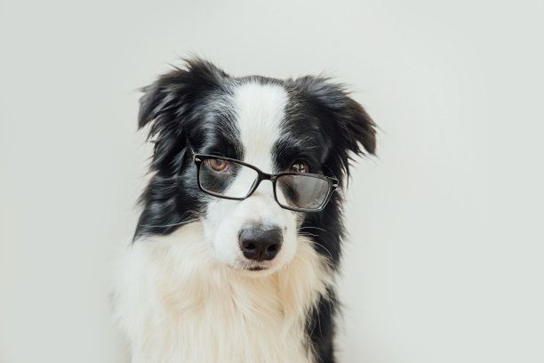 滑稽的工作室肖像微笑的小狗狗边境牧羊犬在眼镜孤立的白色背景。小狗盯着眼镜。回到学校。很酷的书呆子的风格。有趣的宠物动物生活理念图片下载
