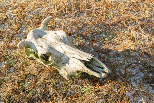 雪融化时，一个牛的头盖骨躺在黄色的草地上图片下载