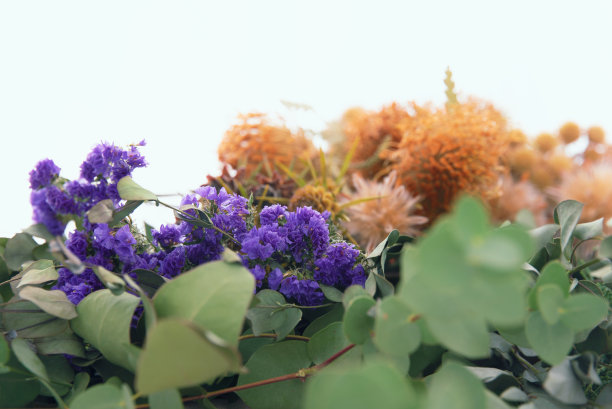 桉树和山德拉的芳香图片下载