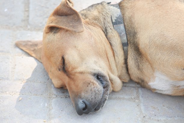 这只狗图片下载