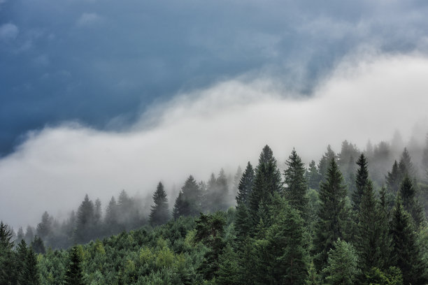 罗马尼亚森林中的无花果树图片下载