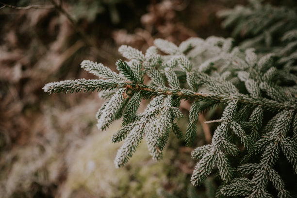 森林里的冷杉上覆盖着积雪，冬天静止不动图片下载