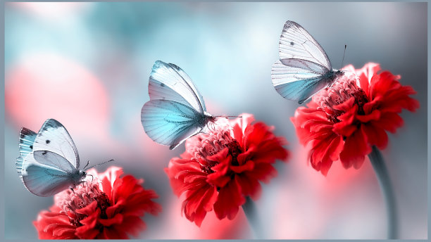 夏日花园里，蓝色美丽的蝴蝶在红色的花朵上飞舞。春夏的背景。图片下载