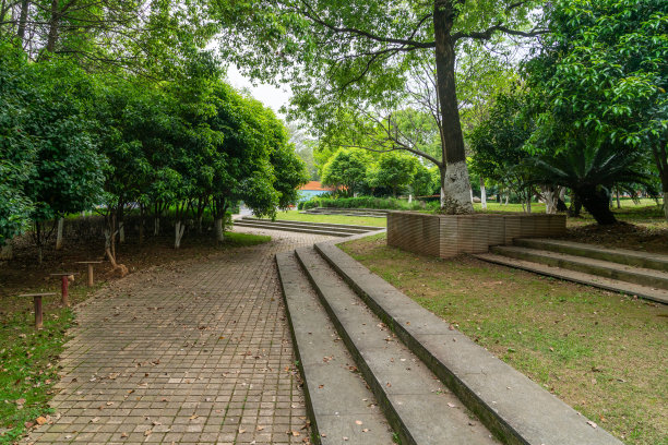 在阳光明媚的日子里，公园里的树图片下载