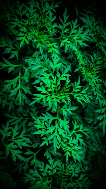 自然美是一门自然的艺术图片下载