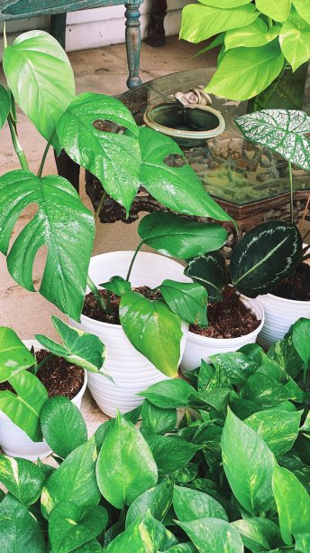 幸福在绿色图片下载