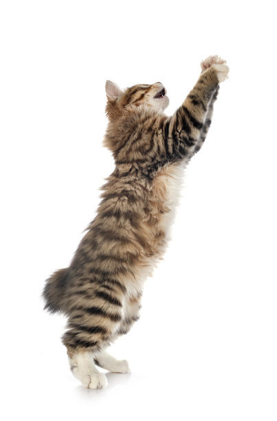 Kurilian短尾图片下载