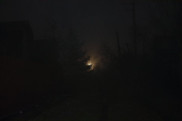 夜晚，一棵冷杉在灯光下剪影图片下载