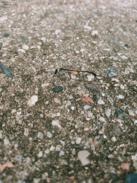 黑色蜻蜓图片下载