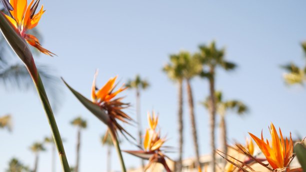 棕榈树在洛杉矶，加州，美国。太平洋上的圣塔莫尼卡和威尼斯海滩的夏季美学。仙鹤花。好莱坞比弗利山庄的气氛。LA共鸣图片下载