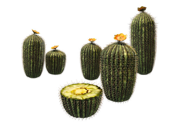 3D插图桶仙人掌植物上的白色图片下载