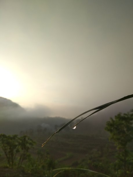 带露珠和薄雾的阳光图片下载