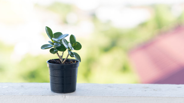 背景墙上黑色花盆里的小植物模糊不清图片下载