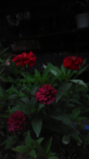 植物20图片下载