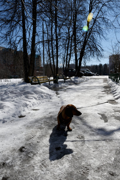 在城市里遛狗图片下载