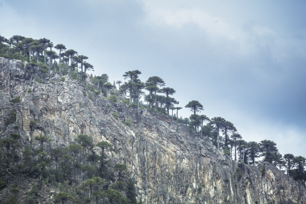 以山为背景的阿劳卡纳森林图片下载