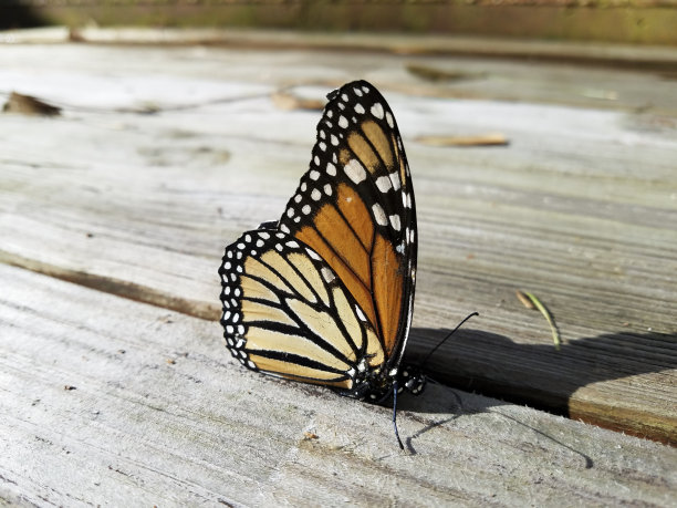 帝王蝶在向南方迁徙期间休息。图片下载