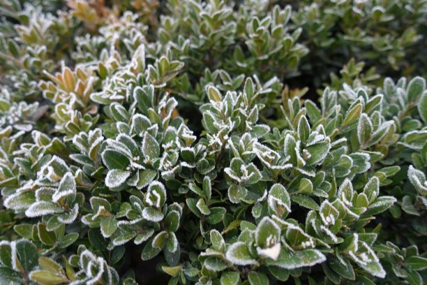 11月被白霜覆盖的普通黄杨木的常青叶图片下载