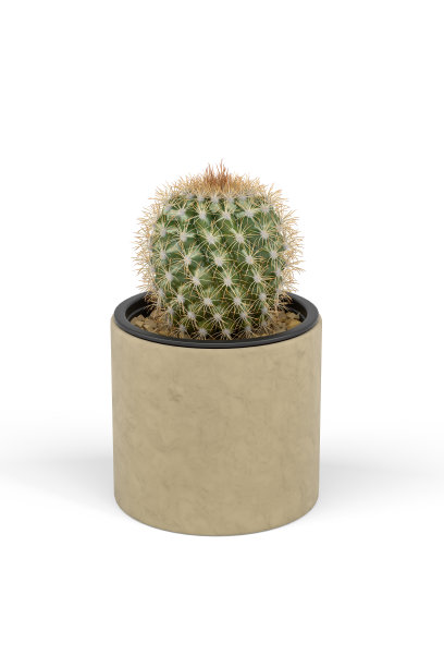 金球奖仙人掌图片下载