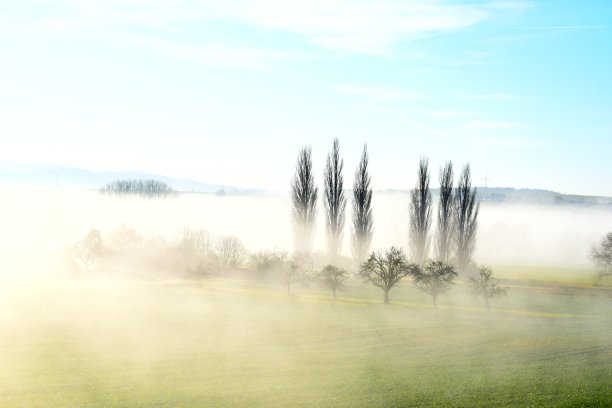 雾笼罩着沼泽地的树木图片下载
