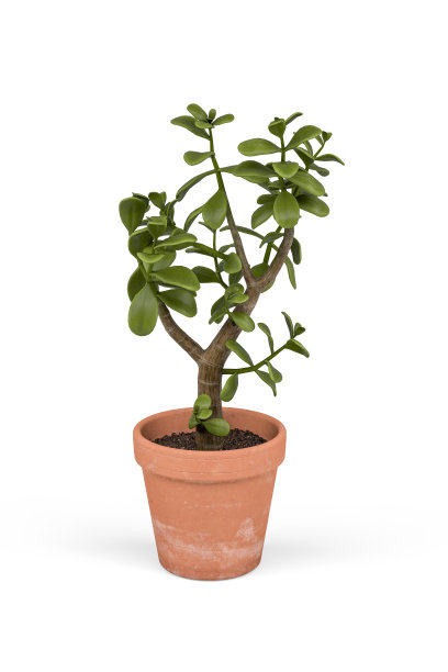 玉的植物图片下载