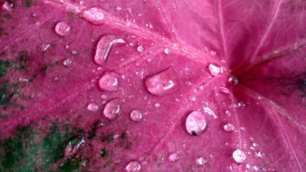 特写水滴在芋头叶子图片下载