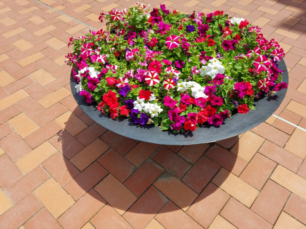 矮牵牛花花盆图片下载