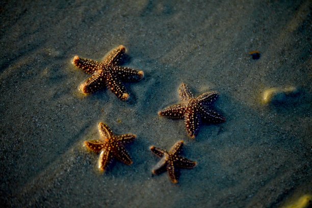 SunsetSU海滩沙滩上的四只海星图片下载