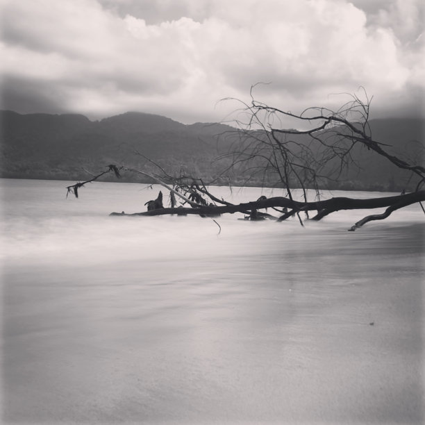 海滩上的一棵枯树图片下载