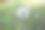 白色的蒲公英在一个模糊的绿色草地背景与夏天的长矛copyspace图片下载