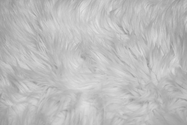 白色有光泽的毛皮纹理背景。特写镜头背景图片下载
