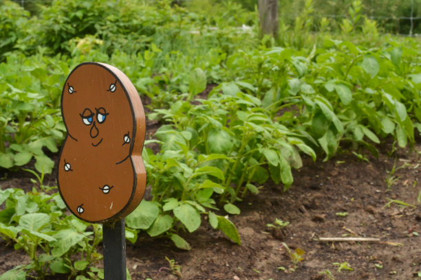 准备收割的马铃薯地图片下载