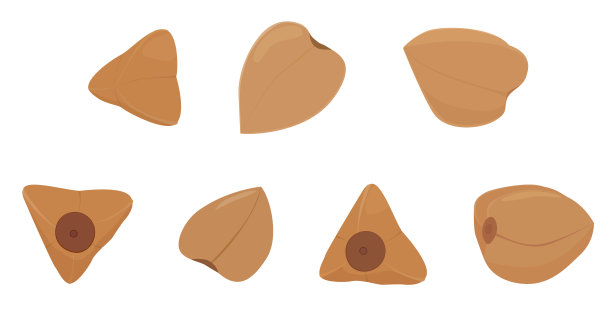 在白色上孤立的荞麦粒图片下载