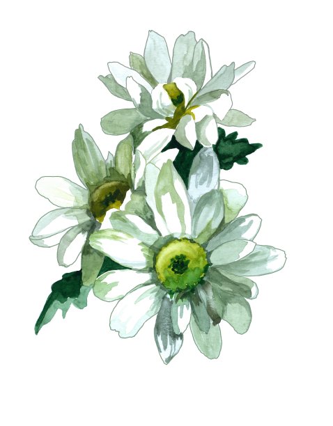 3 .水彩洋甘菊白色植物插画。图片下载