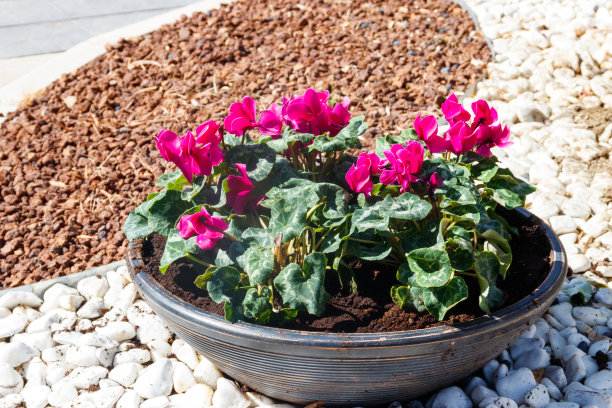 波斯仙客来(仙客来persicum)花在一个大花盆在花园里图片下载