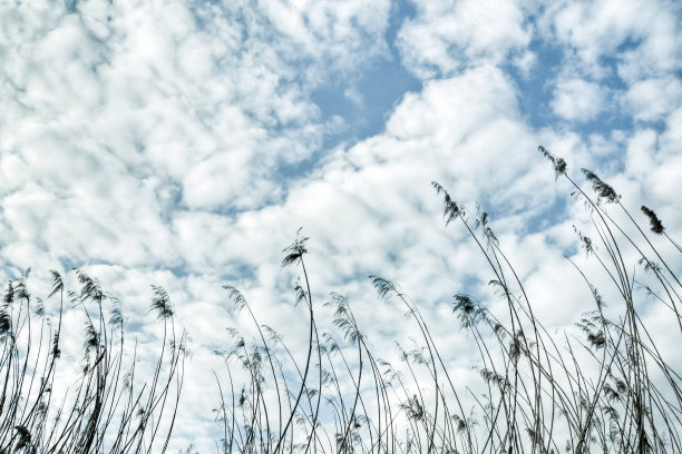 向着云的植物图片下载