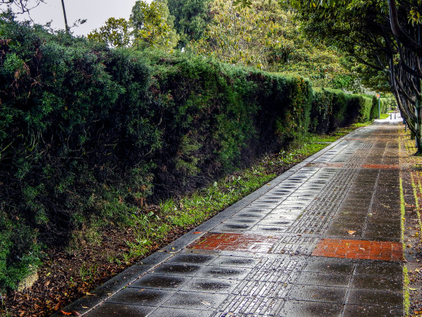 雨天潮湿的人行道，一边是灌木丛，另一边是树木图片下载