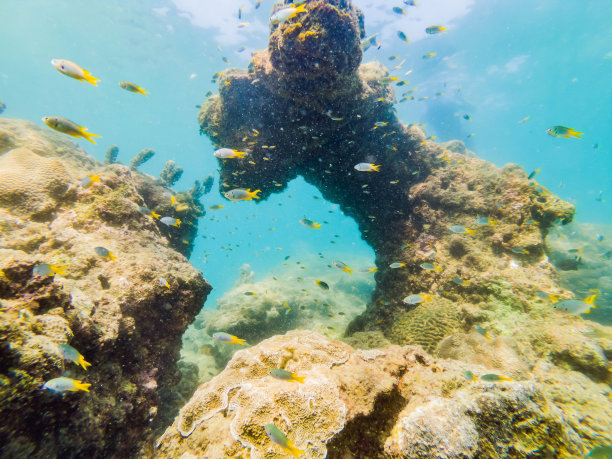 许多鱼类、海葵、海洋生物、植物和珊瑚在海底附近与蓝色和紫色的沙子和石头的海景，景色，海洋生物图片下载