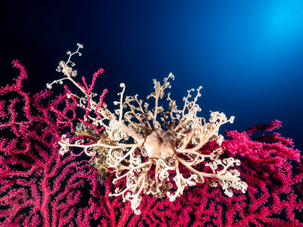 地中海astrospartus图片下载