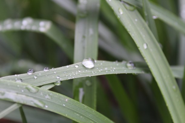 绿草上的露珠或雨点接近了夏天的春天图片下载