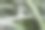 绿草上的露珠或雨点接近了夏天的春天图片下载
