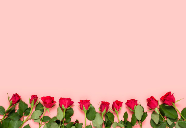 粉红色的节日背景与红色玫瑰在底部和复制空间的文本和祝福生日，女性，母亲，情人节或婚礼庆典。俯视图，平放图片下载