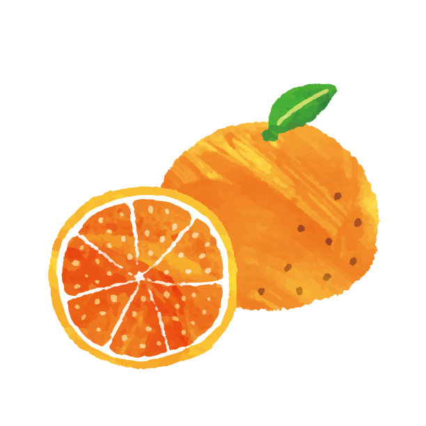 【水彩风格】橘子的插画材料图片下载