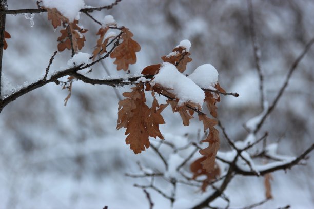 橡树叶图片下载