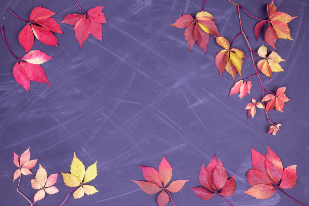 落在黑树上的红叶图片下载